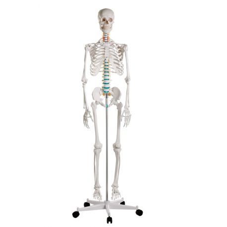 Model osteològic EZ-2960. Esquelet humà bàsic 1:1 amb suport i rodes