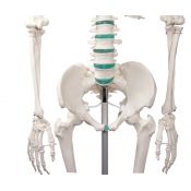 Model osteològic 1020171. Esquelet humà bàsic 1:1 amb suport i rodes