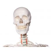 Modelo osteológico 1020171. Esqueleto humano básico 1: 1 con soporte y ruedas