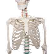 Modelo osteológico 1020171. Esqueleto humano básico 1: 1 con soporte y ruedas