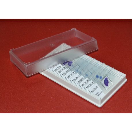 Preparaciones microscópicas MIC. Bacterias-Levaduras (12p)