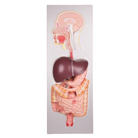 Model anatòmic EZ-K221. Sistema digestiu humà 1:1 en 5 peces