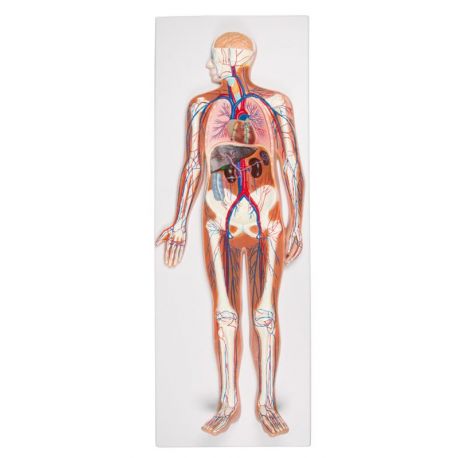 Model anatòmic EZ-G230. Sistema circulatori humà 1:2 en 1 peça