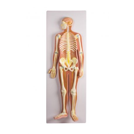 Model anatòmic EZ-C240. Sistema nerviós humà 1:2 en 1 peça