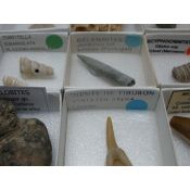 Fósiles naturales 40x40 mm. Caja 15 piezas