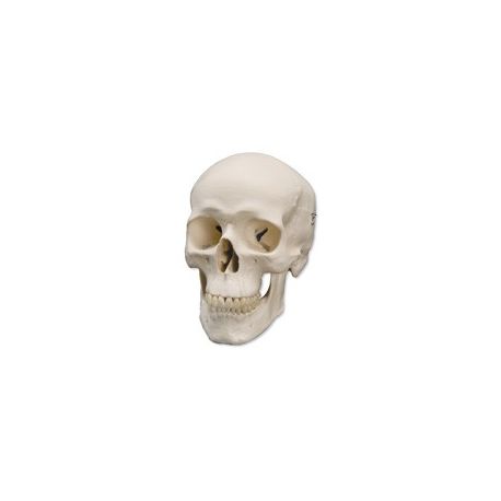 Model osteològic 1020159. Crani humà bàsic 1:1 en 3 peces