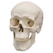 Modelo osteológico 1000046. Cráneo humano básico 1: 1 en 3