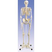 Model osteològic 2211101. Esquelet humà numerat 1:1 amb suport