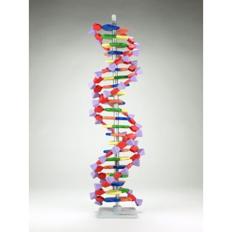 Modelo genético AMDNA-060-22. ADN hélice 22 capas (2 vueltas)