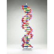 Model genètic AMDNA-060-22. ADN 22 segments