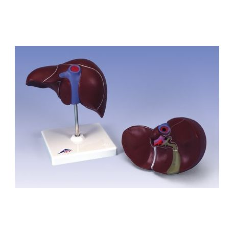 Modelo anatómico 1014209. Hígado humano con vesícula biliar 1: 1 en una pieza