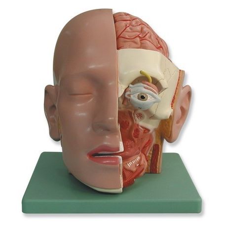 Model anatòmic QBB-026. Cap humà 1:1 en 4 peces