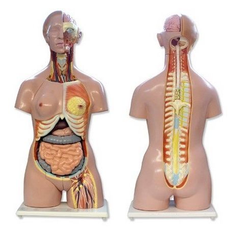 Modelo anatómico QBB-041. Torso humano bisexuat 1: 1 en 27 piezas