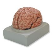 Model anatòmic 8000190. Cervell humà 1:1 en 9 peces
