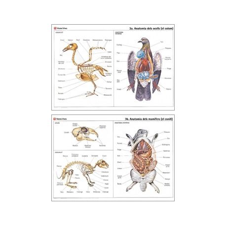 Mural biología VV-3. Aves y mamíferos