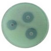 Identificación microbiana optoquina L-9501. Tubos 2x50 discos