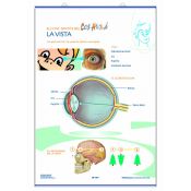Mural anatomía primaria. Los sentidos de la vista y el oído