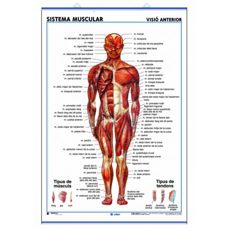 Mural anatomia secundaria 70x100 cm. Sistema muscular 