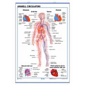 Mural anatomia secundària. Sistema circulatori i respiratori