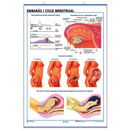 Mural anatomia secundària 70x100 cm. L'aparell reproductor, embaràs, cicle menstrual