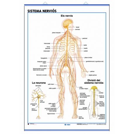 Mural anatomía secundaria 70x100 cm. Sistema nervioso y el encéfalo