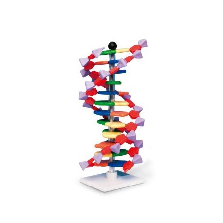 Modelo genético AMDNA-060-12. ADN hélice 12 capas (1 vuelta)