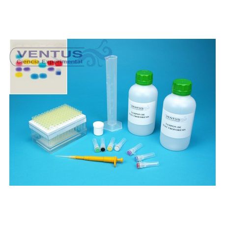 Kit electroforesis en gel de agarosa I V-44541